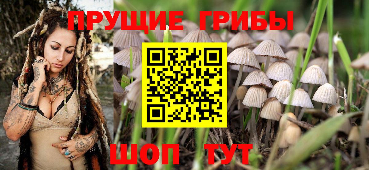Псилоцибиновые грибы мицелий Киселёвск